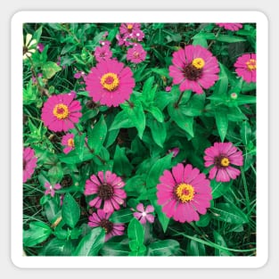 Pink Zinnia flower bush background Sticker